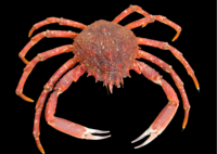 Adela King Crab
