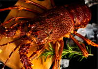 Crawfish or Spiny lobster
