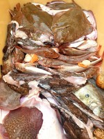 Mixed Fish Bag